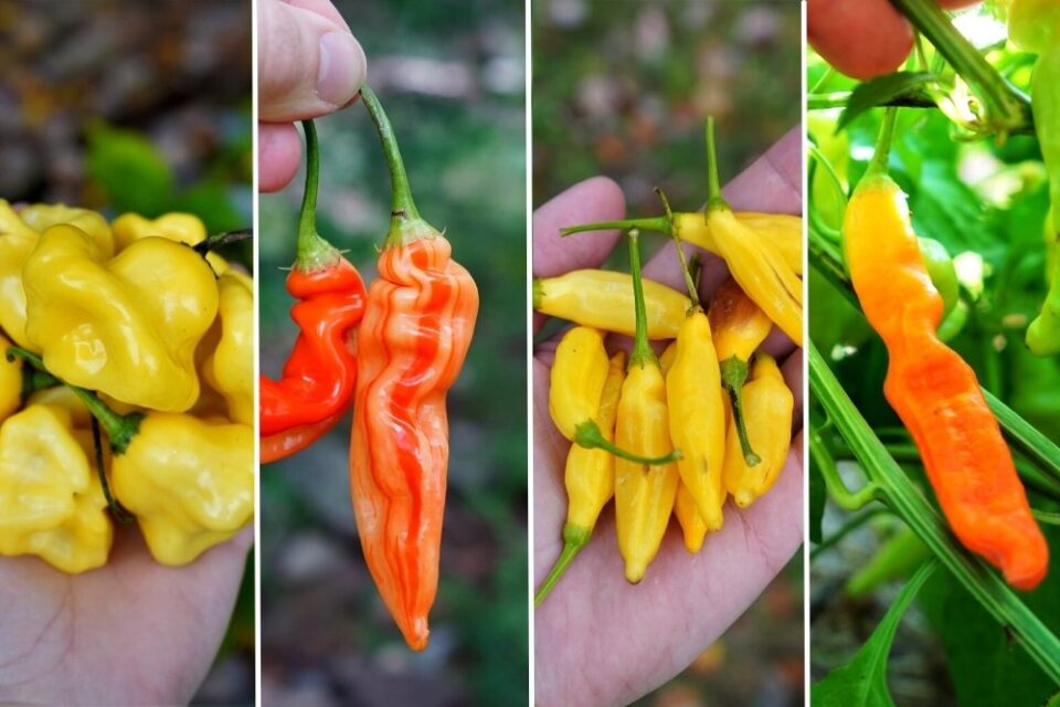 A vibrant photograph of the Capsicum baccatum pepper